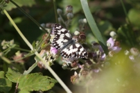 Le Demi-deuil (Lpidoptre - Nymphalidae - Melanargia galathea)